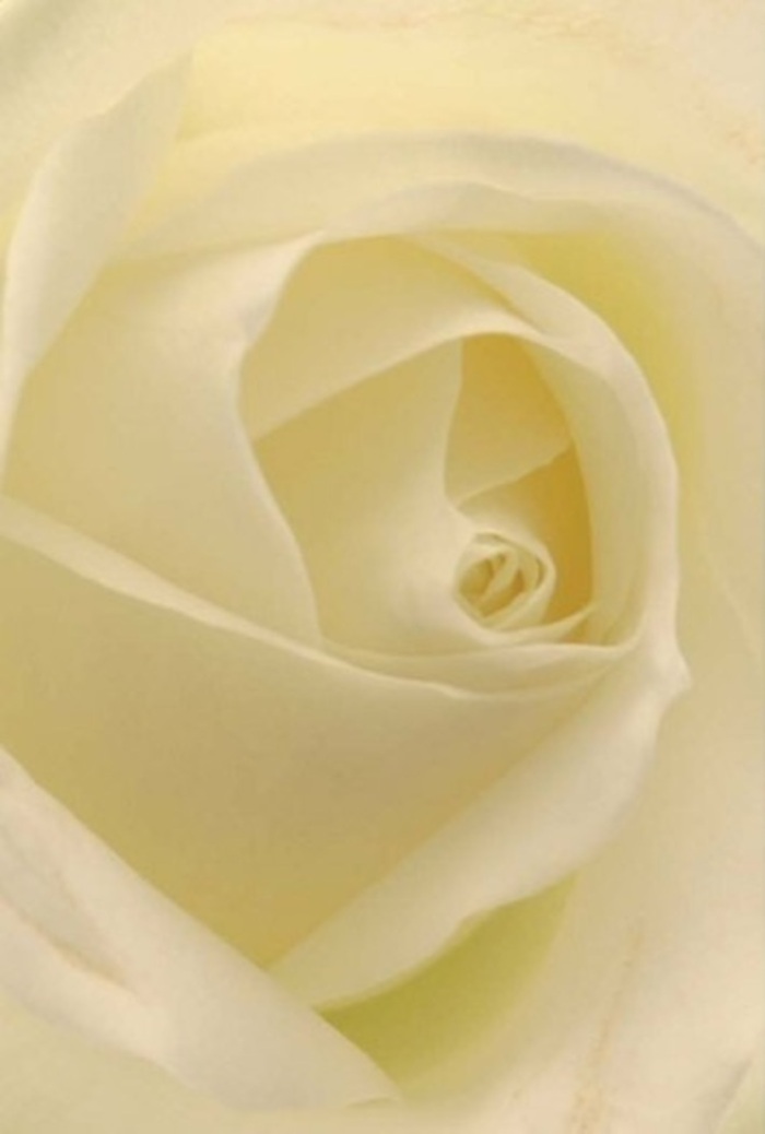 Viewed at such close range, this classic white rose becomes a beacon of serenity within the lush landscapes of Surrey. The petals, elegantly layered in pristine white and mellow cream, seem to cradle the soft ambient light as though the bloom were alight with promise from within. Each spiral is a tribute to meticulous craftsmanship, echoing the rolling rhythms of Surrey's botanical gardens. The velvety texture, both supple and delicate, whispers of resilience beneath fragility, a duality reflected in nature and echoed in the spirits of those who cherish Surrey's gentle way of life. This rose, with its flawless proportions and tranquil beauty, stands as a poignant gesture for heartfelt apologies, romantic overtures, or the centrepiece of a graceful wedding. As a florist working amidst Surrey's blossoming communities, I recognise in this rose a universal symbol-its pure fragrance and subtle gradations mirrored in the refined events and warm relationships nurtured throughout the county. Even without words, the bloom radiates acceptance, calm, and enduring affection, making it the ideal floral messenger for life's most cherished moments.