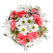 A celebration of Surrey's gentle landscapes, this vibrant bouquet captures the hopeful essence of spring, expertly composed against a crisp white canvas to highlight every colourful detail. At its heart, bright white daisies open around lime green centers, radiating purity and brightness that reflect the region's pastoral beauty. Clusters of coral-pink carnations ripple with soft, ruffled petals, bringing both texture and an inviting warmth that feels at home in a cottage on the outskirts of Dorking. Wisps of gypsophila meander throughout the arrangement, their delicate, star-like blooms providing a weightless lightness-much like the playful clouds that float over Surrey Hills. Slender alstroemeria buds, tinted with purple and deep pink, peer from among the foliage, lending a gentle promise of blooms yet to open. The bouquet is ringed by soft eucalyptus and lush, dark greenery, framing the display and lending it contemporary freshness. This artful composition exudes tranquil joy and comforting optimism, suitable for birthdays, congratulations, or simply to infuse a beloved home with the spirit of renewal and local serenity. Each element reveals the touch of a skilled Surrey florist, ensuring beauty and grace for any moment.
